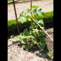 Courgette (1)